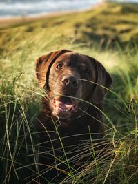 Close-up portrait of a dog on field