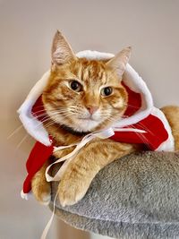 Close-up portrait of a cat