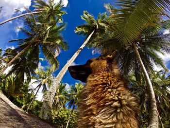 Low angle view of german shepherd sitting by palm trees