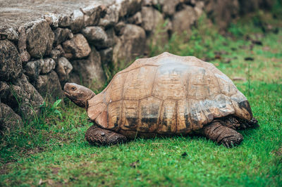 Turtle in a field