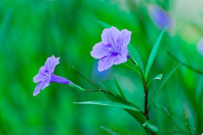 Close-up of purple flowering plant