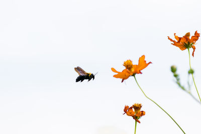 Close-up of bee flying by flower against clear sky