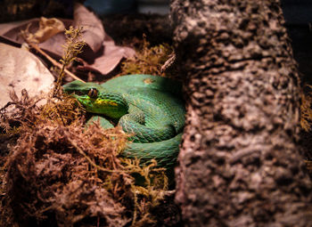 Close-up of frog on plant