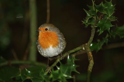 Close-up of bird perching on plant