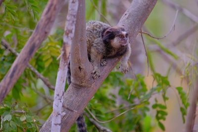 Close-up of a squirrel on tree