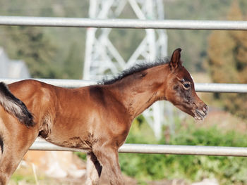 Horse against blurred background