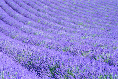 Full frame shot of purple flowering plant on field