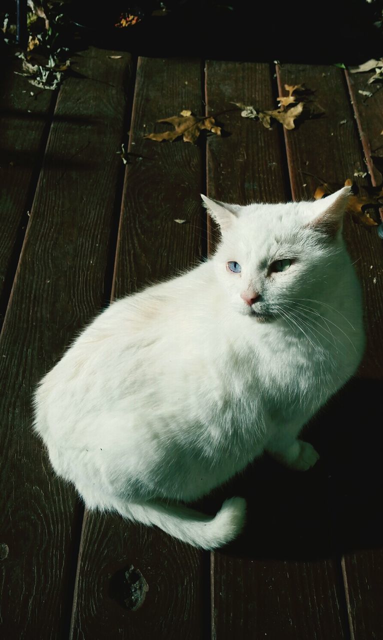 domestic animals, pets, animal themes, domestic cat, one animal, mammal, cat, feline, indoors, looking at camera, relaxation, portrait, whisker, high angle view, white color, sitting, lying down, no people, resting