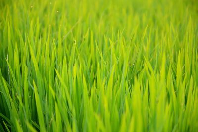 Full frame shot of wheat field