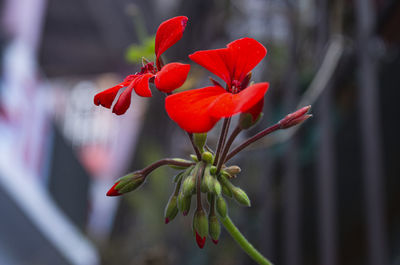 Close-up of red flowering plant