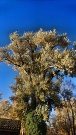 Low angle view of tree against sky