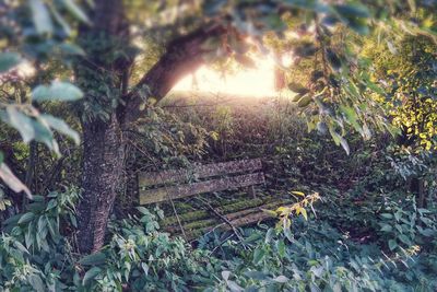 Close-up of tree trunk in forest