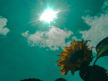 Low angle view of flowering plant against sky