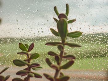 Close-up of wet window during rainy season