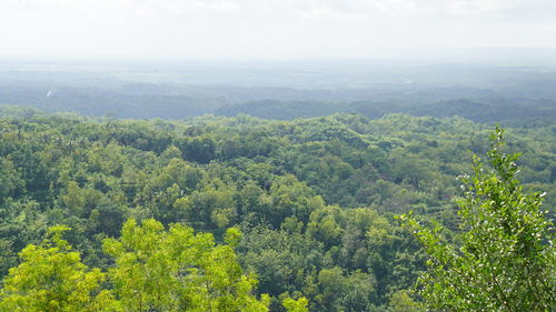 High angle view of trees in forest against sky