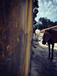 Man riding horse