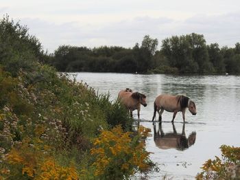 Horses in a lake