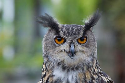 Close-up portrait of owl