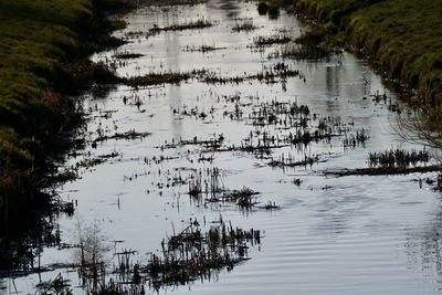 Reflection of plants in lake