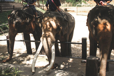 View of horse in ranch