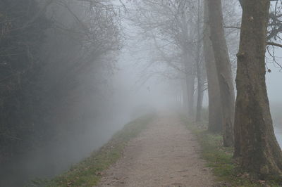 Dirt road amidst trees in forest