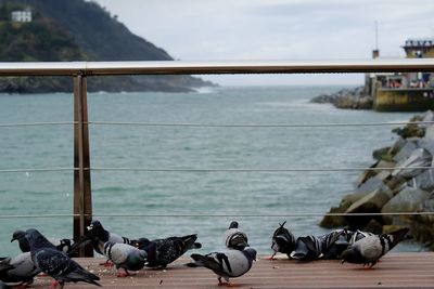 Birds perching on riverbank against sky