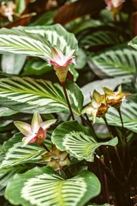 plant