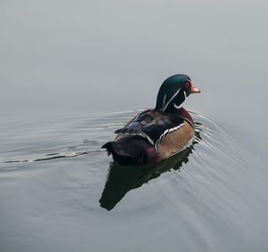 High angle view of duck swimming on lake