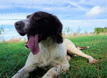 Close-up of dog looking away on grassy field