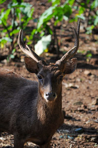 This photo shows a portrait of a timor deer from indonesia facing the camera.