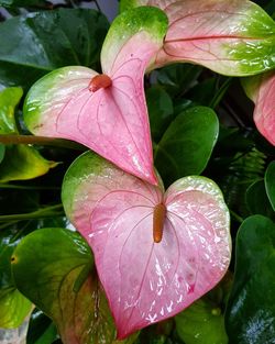 Close-up of raindrops on pink day lily blooming outdoors