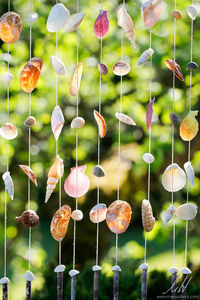 Flowers growing in a row