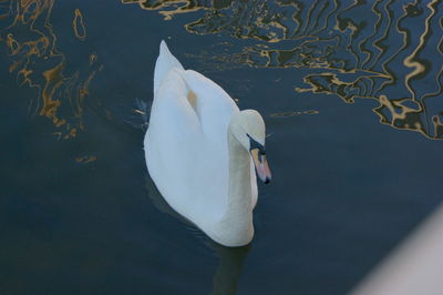 High angle view of swan in lake