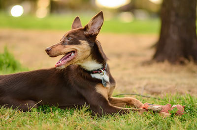 Close-up of a dog looking away on field