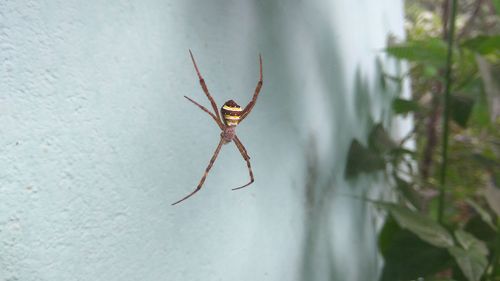 Close-up of spider