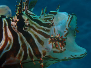 Close-up of jellyfish swimming in sea