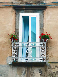 Potted plant on window of building