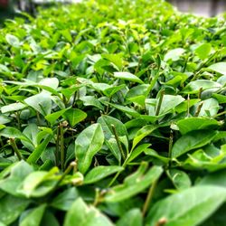 Close-up of green leaves on plant