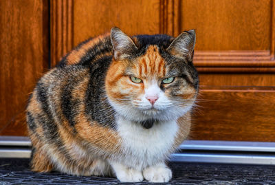 Close-up portrait of a cat