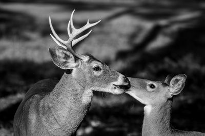 Close-up of deer