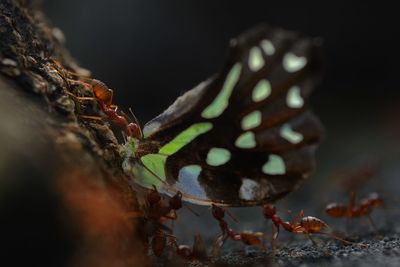 Close-up of blurred blurred background