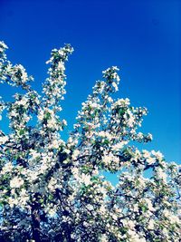 Low angle view of blooming tree against blue sky