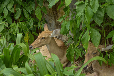 Deer amidst plants