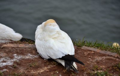 Close-up of white swan in water