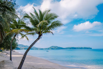 Palm tree by sea against sky