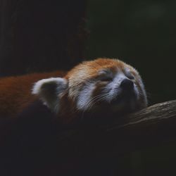 Close-up of red panda resting on branch