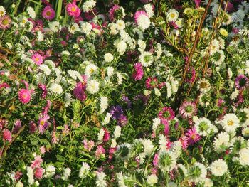 View of flowers in bloom