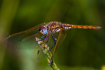 Close-up of dragonfly on plant