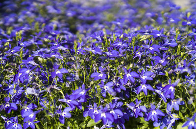 Close-up of purple flowering plants