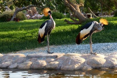 Grey crowned cranes perching on rock by pond at park